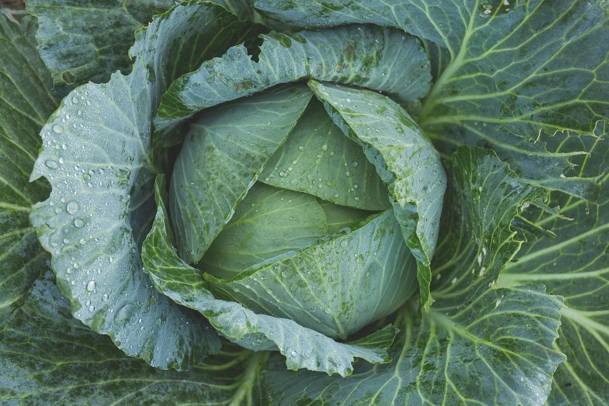 La chasse au talent est terminée, place au jardinage